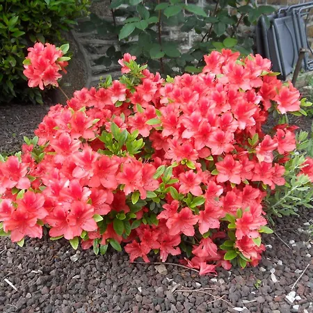 Et Table D'hotes Du Vieil Hetre Mantilly