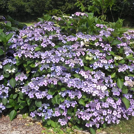 Bed & Breakfast Et Table D'hotes Du Vieil Hetre